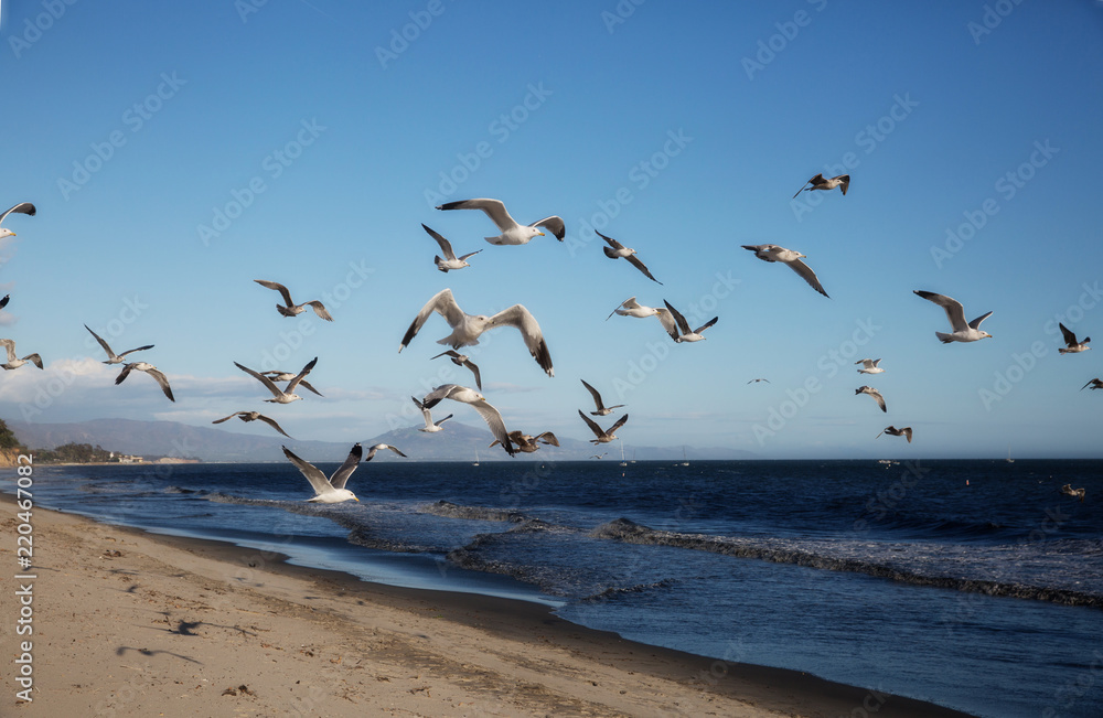 Beach gulls2