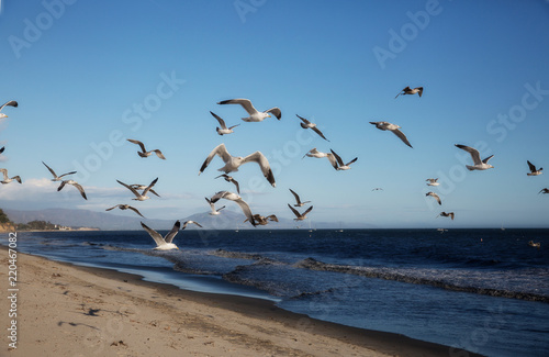 Beach gulls2