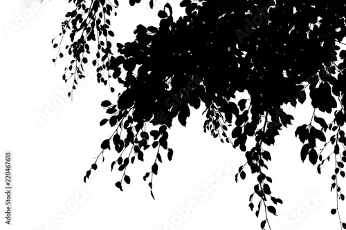 darktone treetop isolated on white background photo