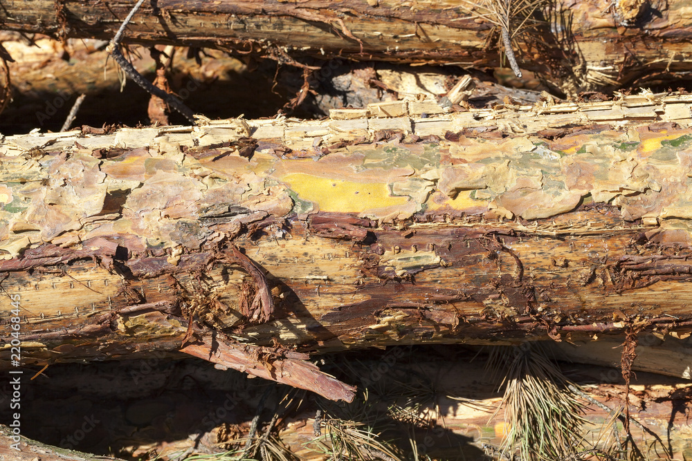 bark of young pines