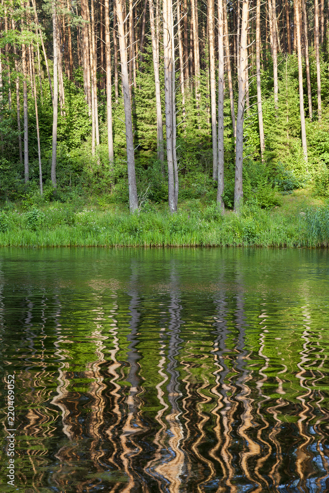 reflection of coniferous trees reflection of coniferous trees