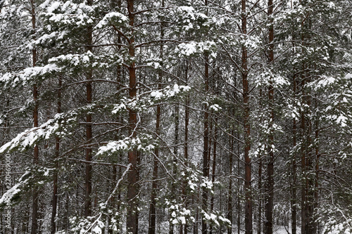 Trees in the forest in winter