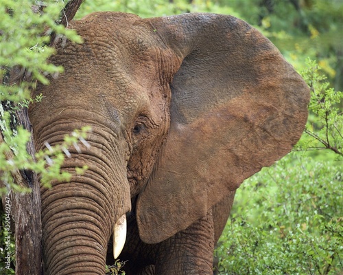 male elephant photo