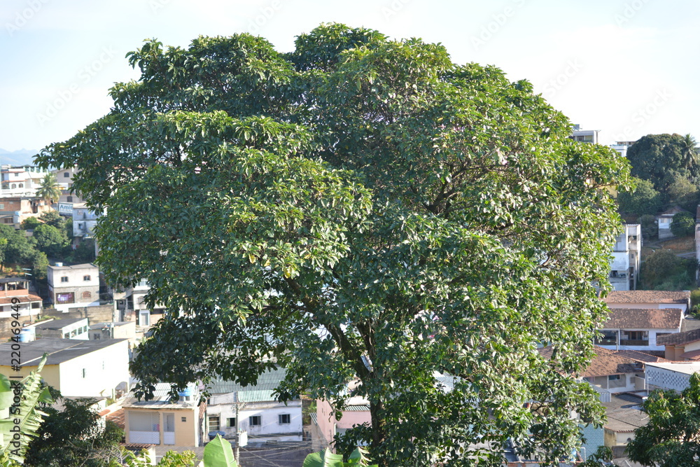 Obraz premium tree