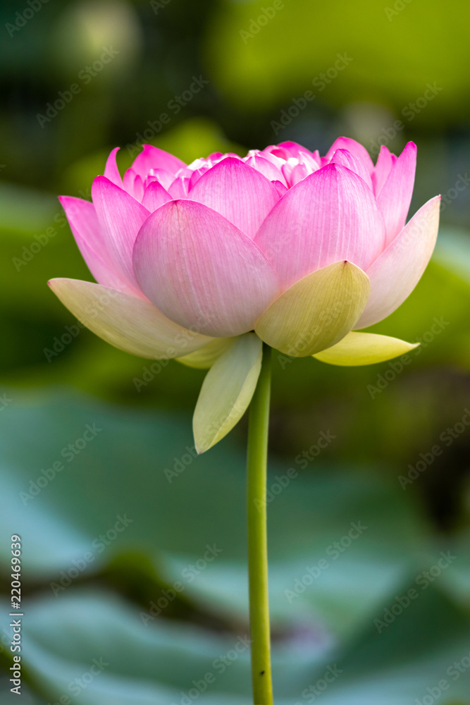 蓮の花 蓮の花
