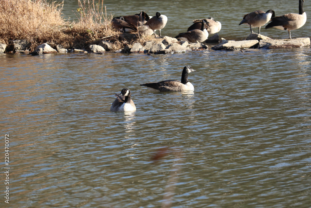 Fototapeta premium Ptaki