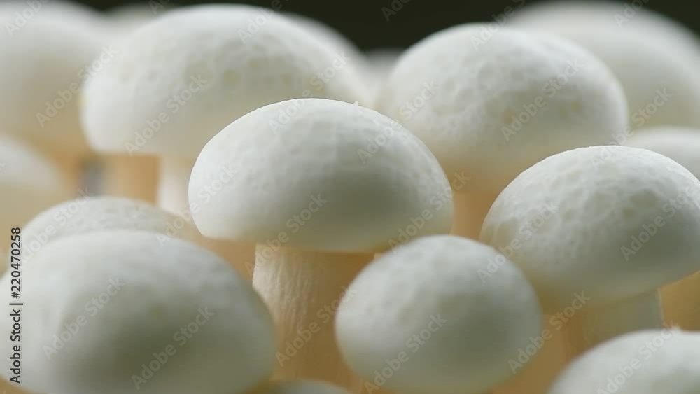 fresh mushroom rotation fresh mushroom rotation