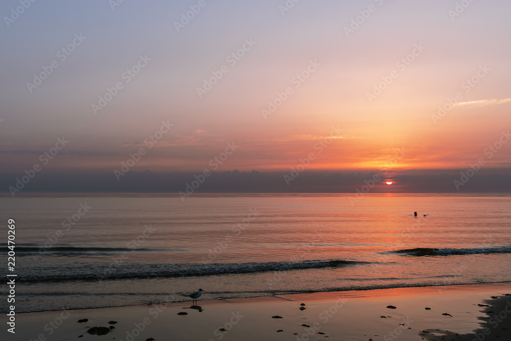 Sunset over the Northsea with seagull and swimmer in Denmark
