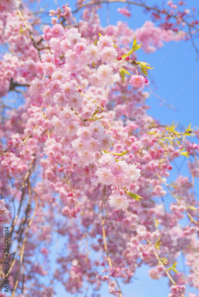 桜　春　素材