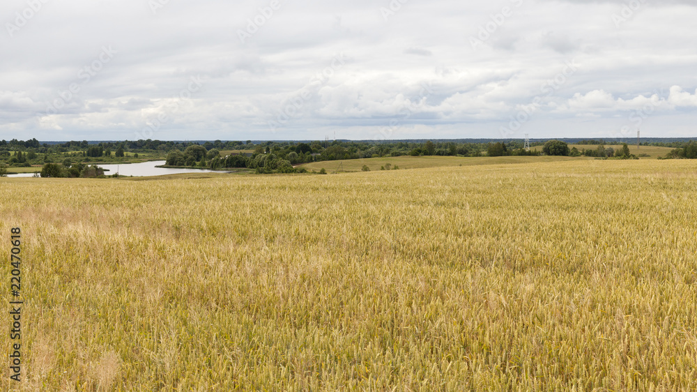 agricultural field