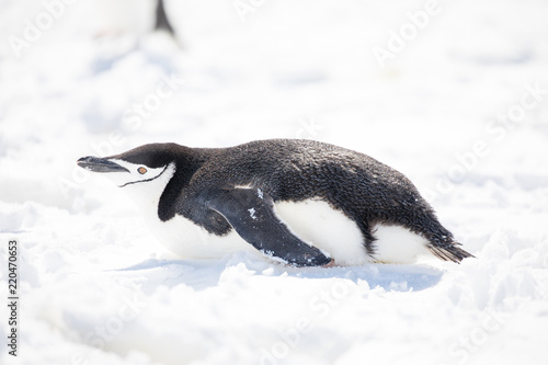 penguin in the arctic