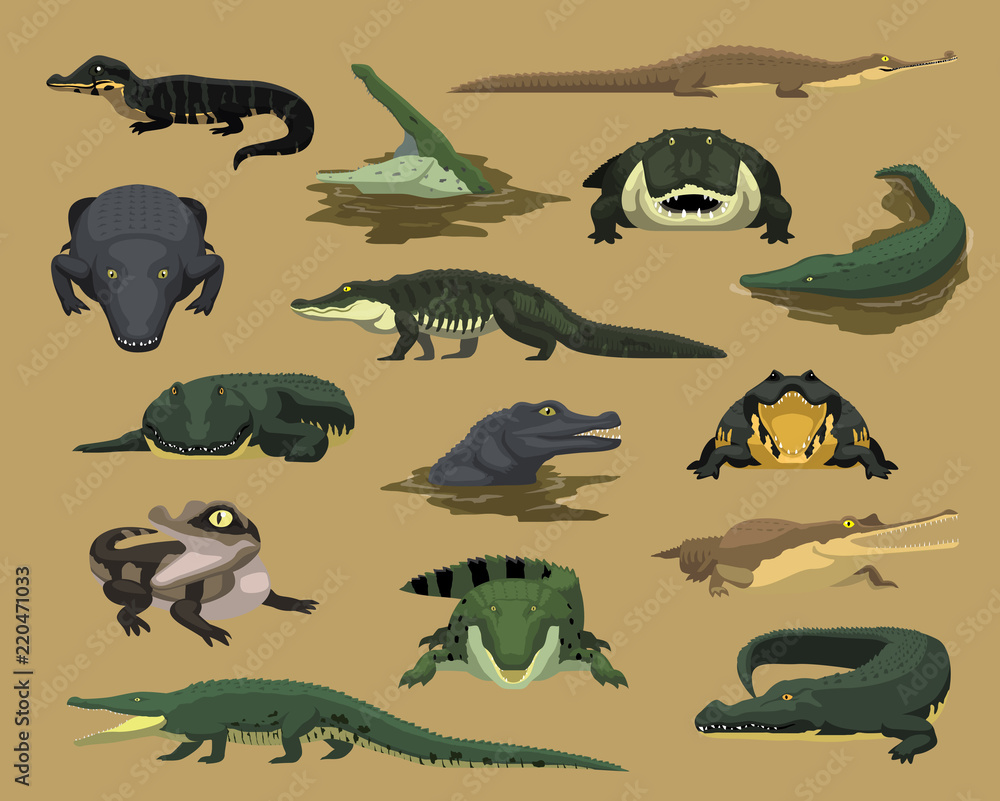 Fototapeta premium Różne gatunki krokodyl aligatora ilustracja kreskówka wektor