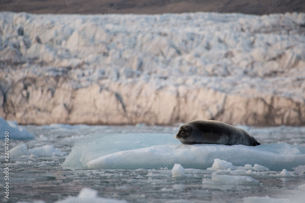 Naklejka premium Harp seal in grauler.