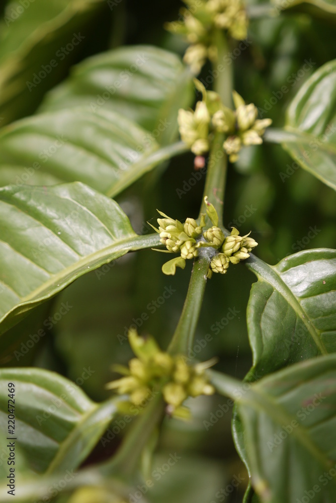 Obraz premium Coffee Plantation