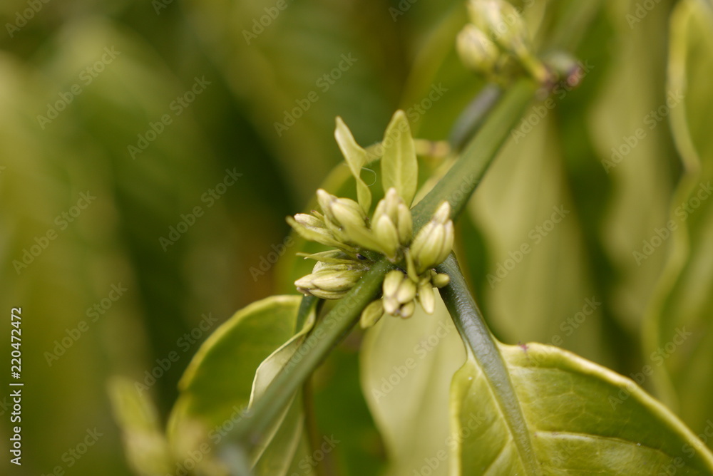 Obraz premium Coffee Plantation