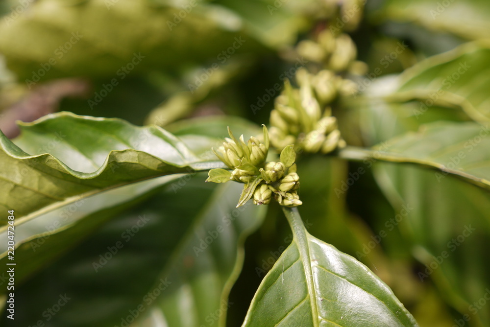 Obraz premium Coffee Plantation