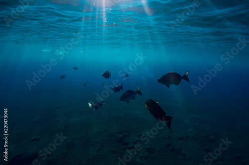Underwater world with tropical fish in ocean and beautiful sunlight
