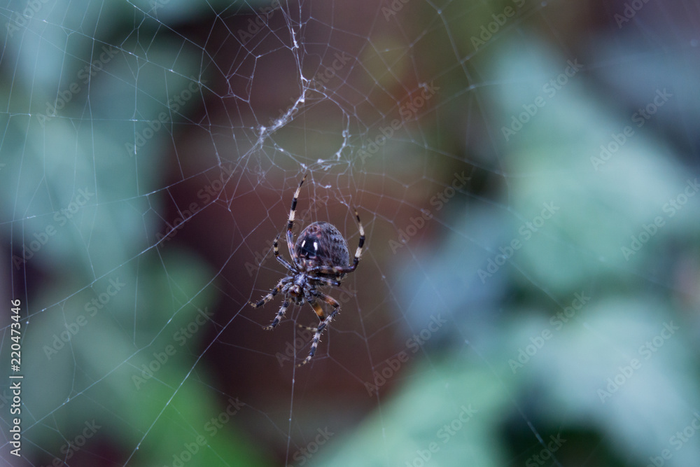 Close up of a black Spider weaving a web in front of a green background Close up of a black Spider weaving a web in front of a green background