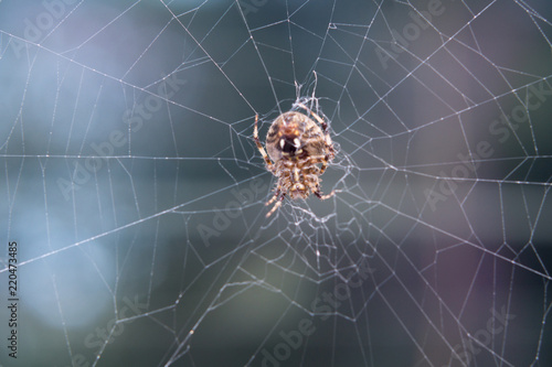 Close up of a brown Spider weaving a web in front of a green background