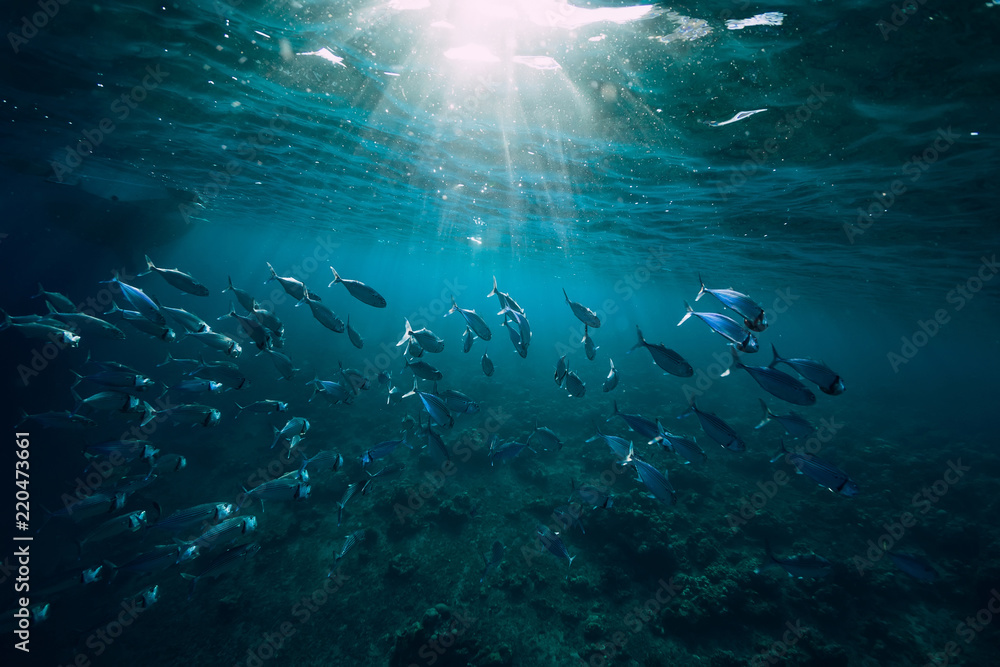 Underwater world with school fish in sea