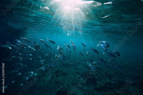Underwater world with school fish in sea © artifirsov