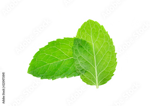 fresh mint leaf isolated on white background