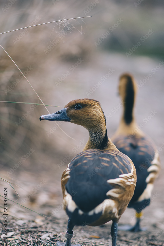 Ducks
