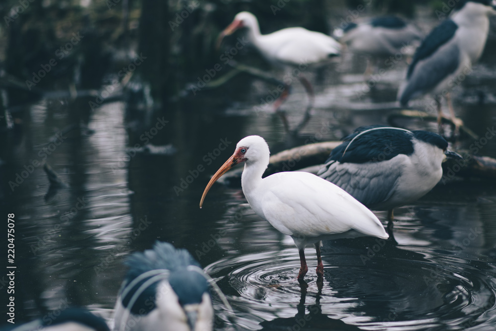 Birds