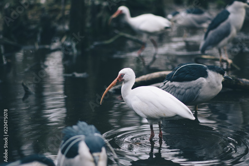 Obraz na płótnie Birds w salonie
