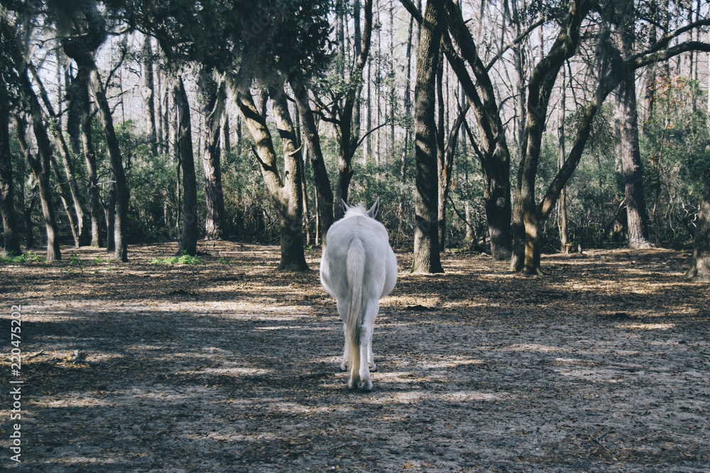 Horse
