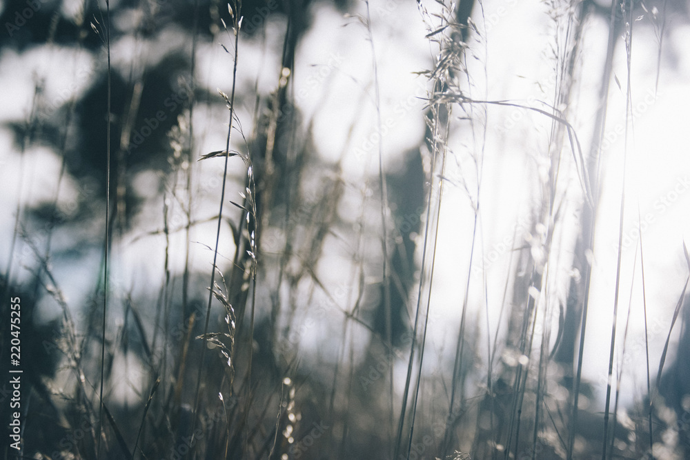 Grass