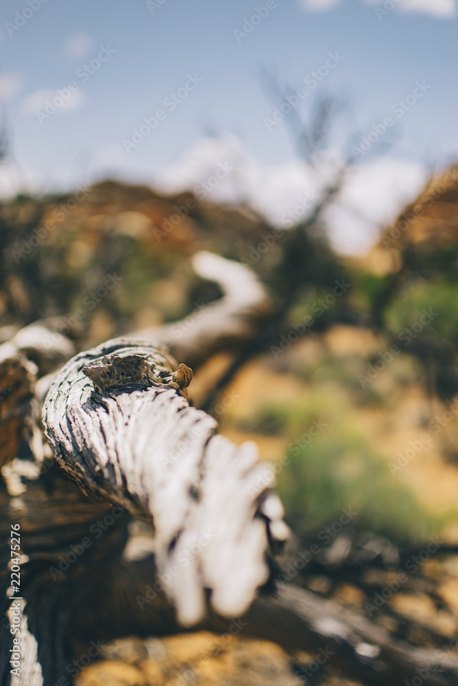 Desert