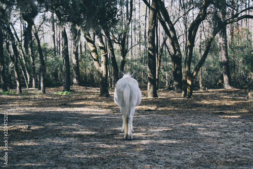 Obraz na płótnie Horse w salonie