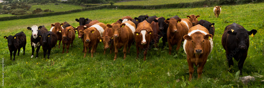 Panorama of cows in the English Countryside- a rural welcoming committee - obrazy, fototapety, plakaty 