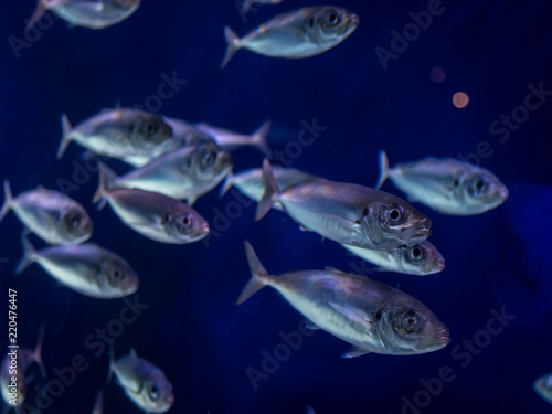 Close up isolated school of fish swimming