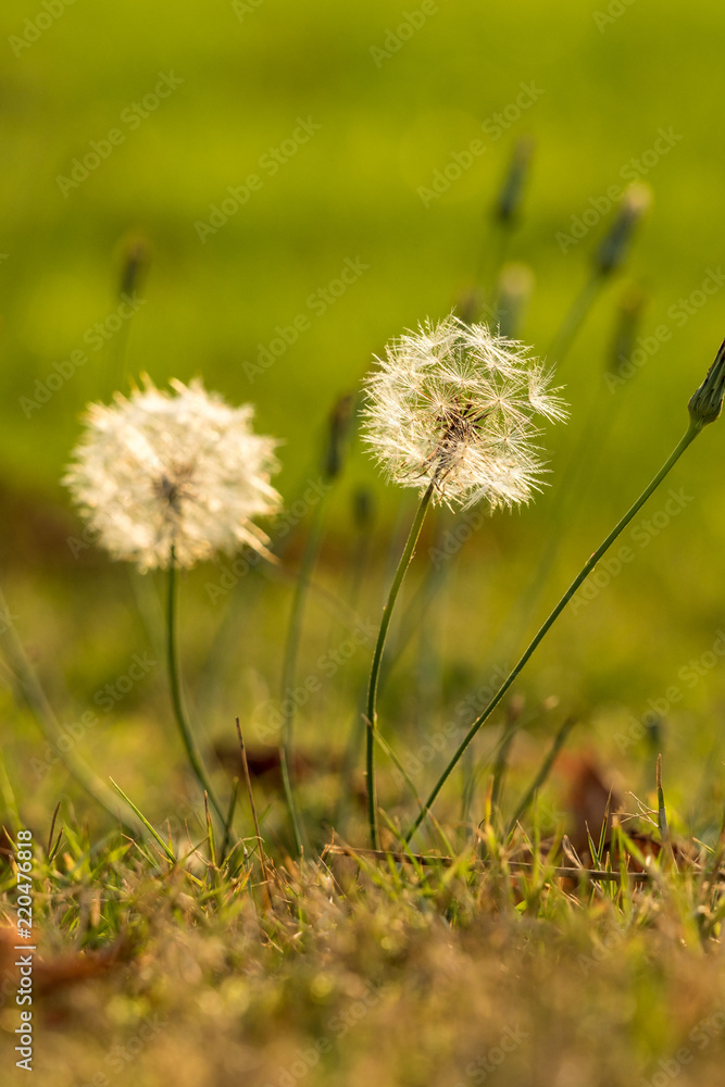 dandelion flowers  on the grassy ground back lit by the setting sun