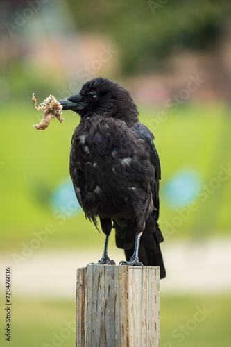 young crow standing on wooden pole with some dry grass in its beak