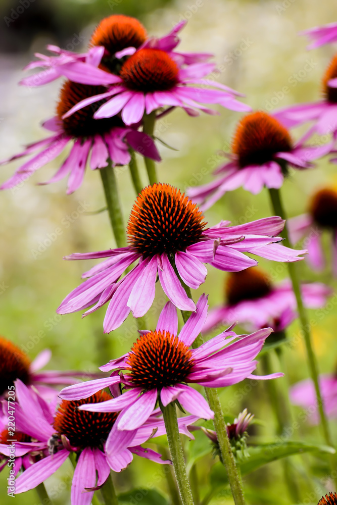 Fototapeta premium Purpur-Sonnenhut , Echinacea purpurea, Blüte, Bayern, Deutschland, Europa