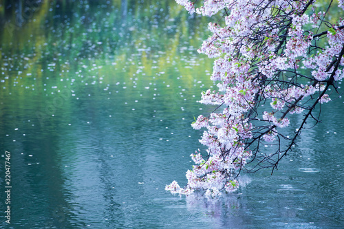 【桜】水面・ソメイヨシノ・雨