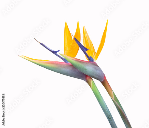 two bird of paradise flowers touching isolated on a white background symbolizing love and affection