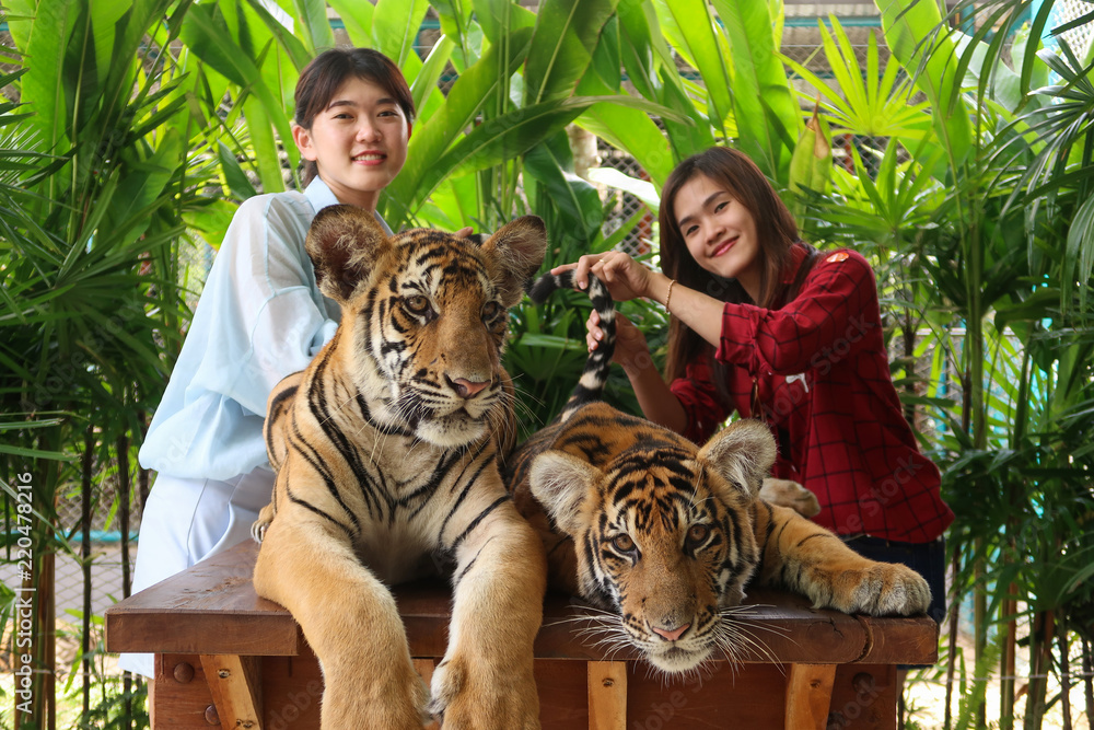 Asian young women catches the tiger at Tiger park ,Pattaya  ,Chonburi,Thailand. Stock Photo | Adobe Stock