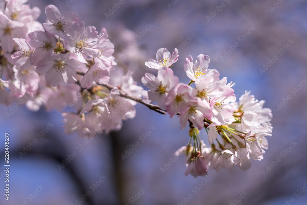 Cherry Blossom close up