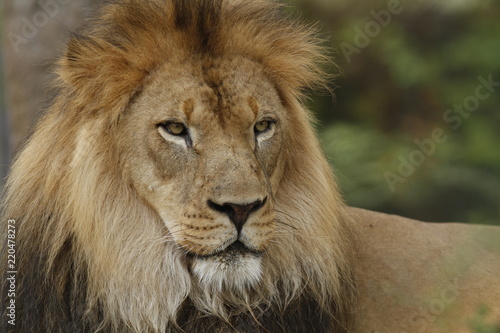 headshot of a lion