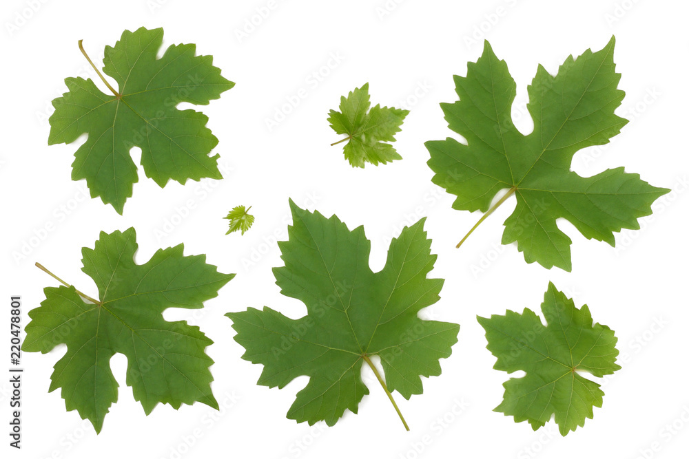 Grape leaves isolated on white background Grape leaves isolated on white background