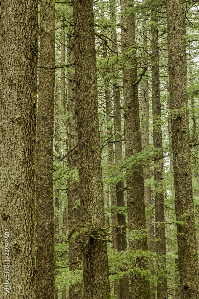 Obraz premium green coniferous tree forest