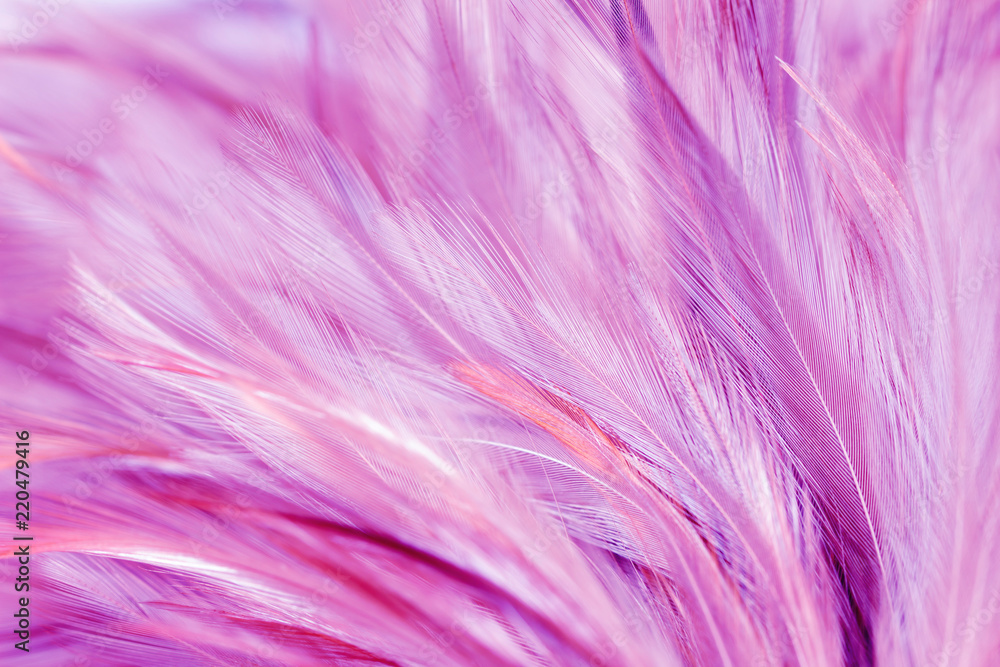 Purple chicken feathers in soft and blur style for background Purple chicken feathers in soft and blur style for background