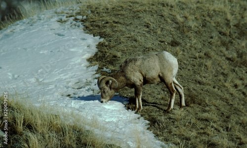 Bighorn Sheep Scenic  Ovis Canadensis 