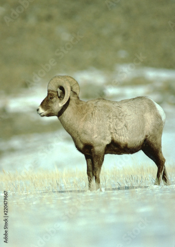 Bighorn Sheep Scenic  Ovis Canadensis 
