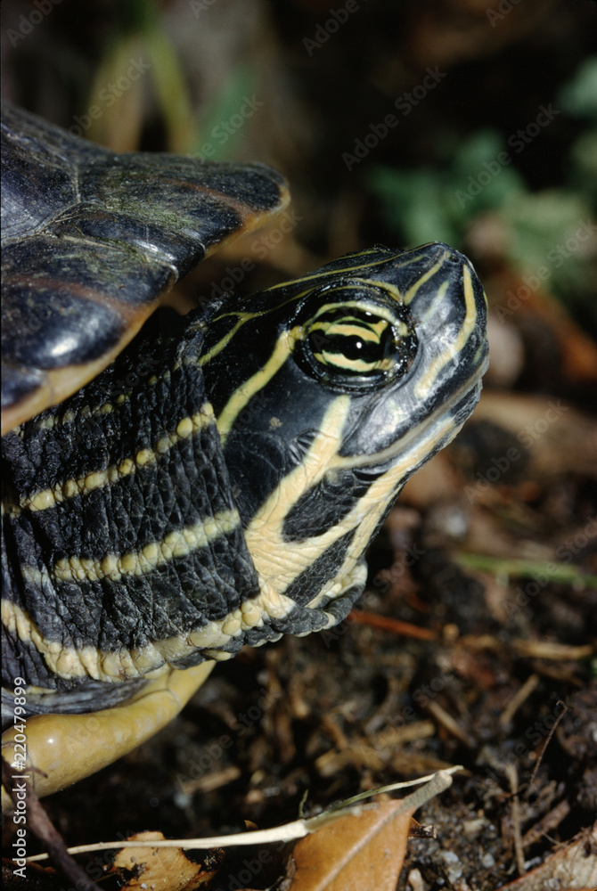 Chicken Turtle (Deirochelys Reticularia) Chicken Turtle (Deirochelys Reticularia)