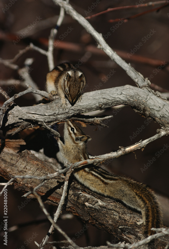 Colorado Chipmunk (Neotamias Quadrivittatus)